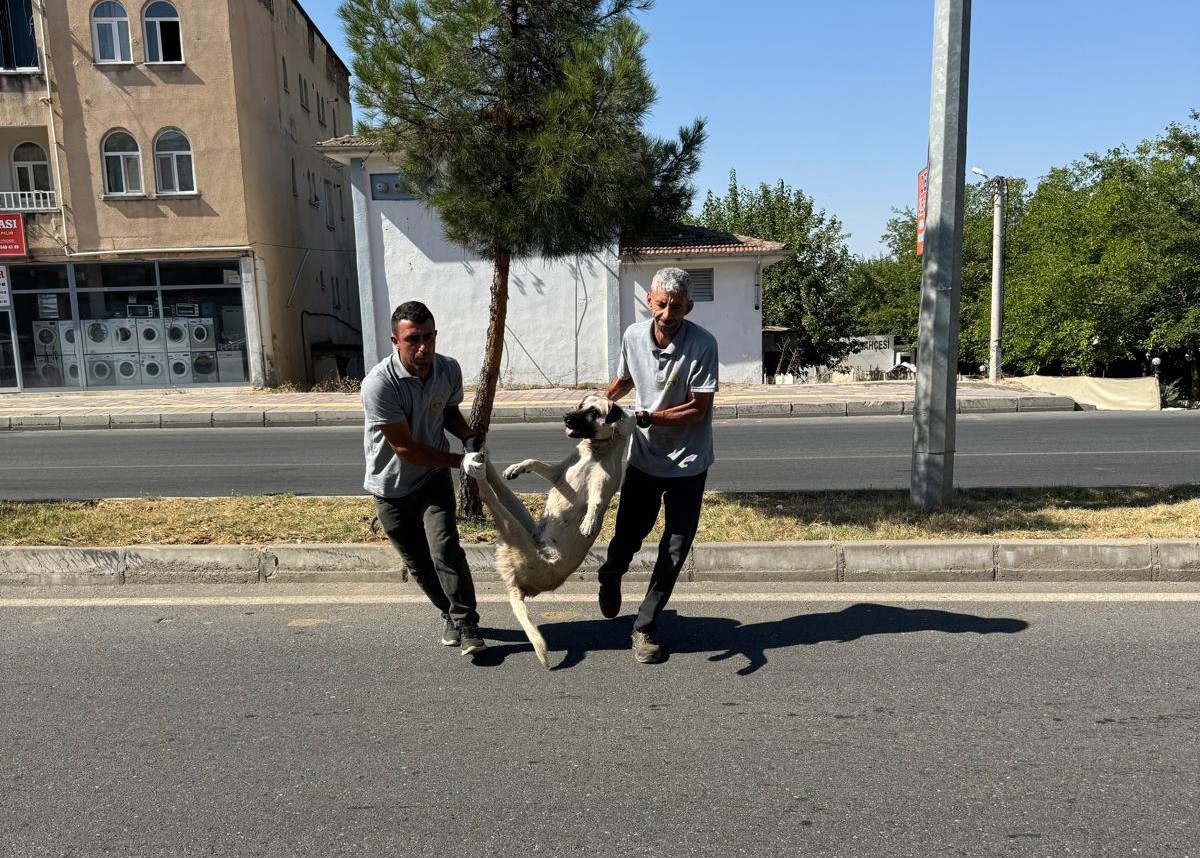 Diyarbakır’da sokak köpekleri toplatılmaya başlandı