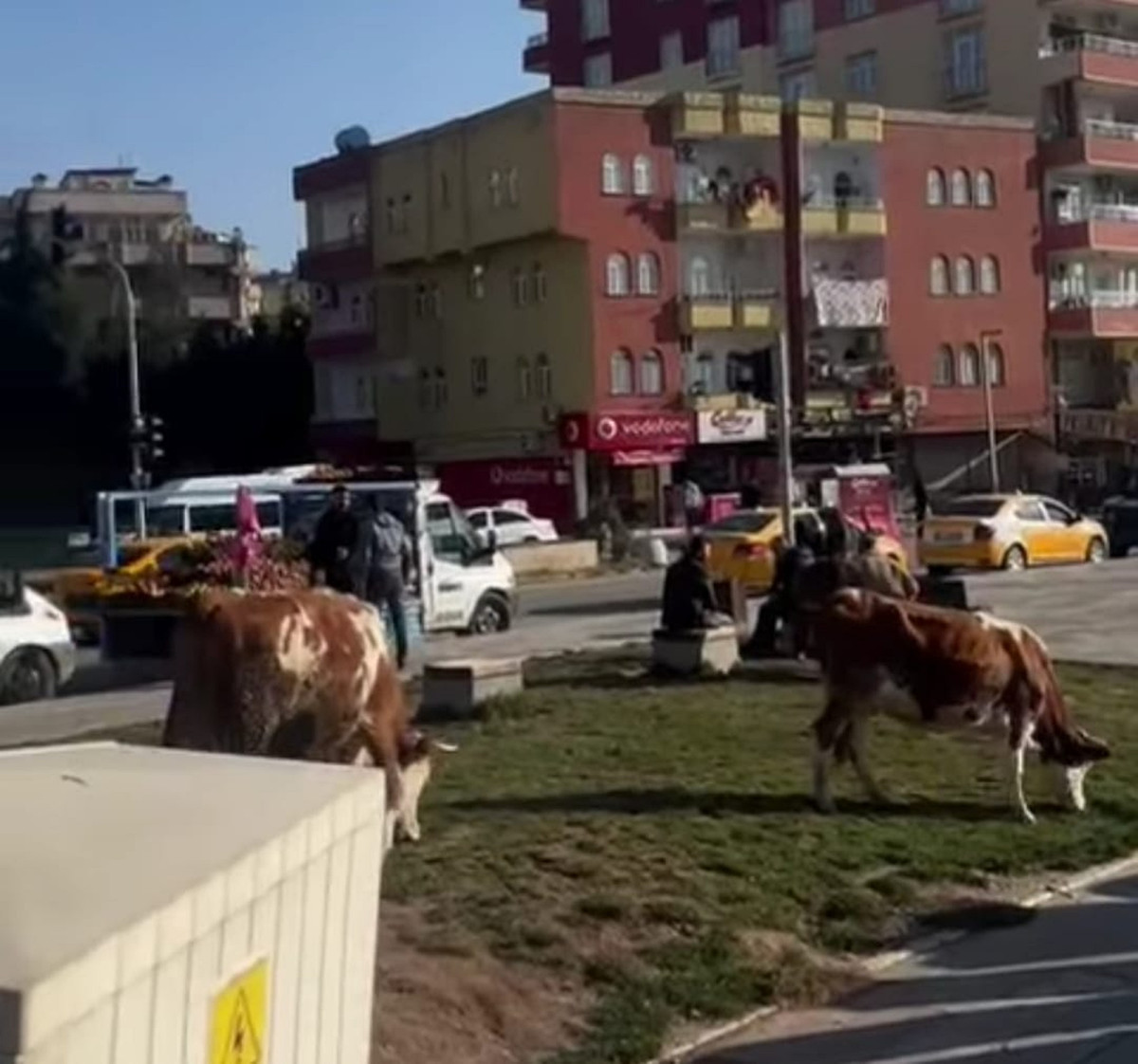 Kent meydanı parkı, başıboş hayvanların mekânı oldu