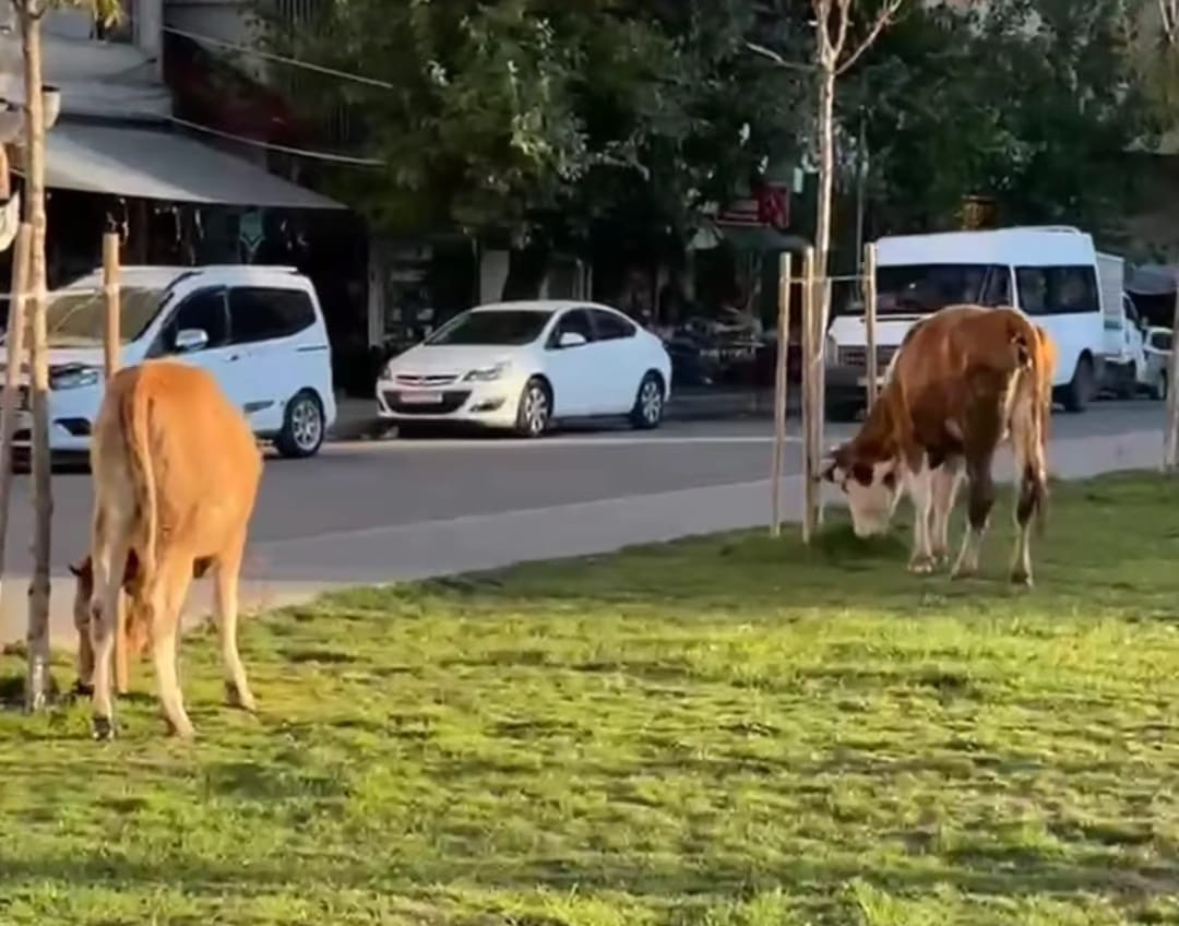 İnekler Kent Meydanı'nı mesken tuttu